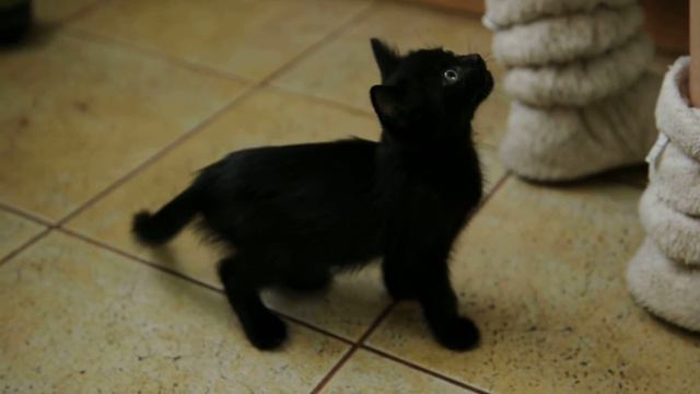 Профи в выпрашивании еды смотреть онлайн