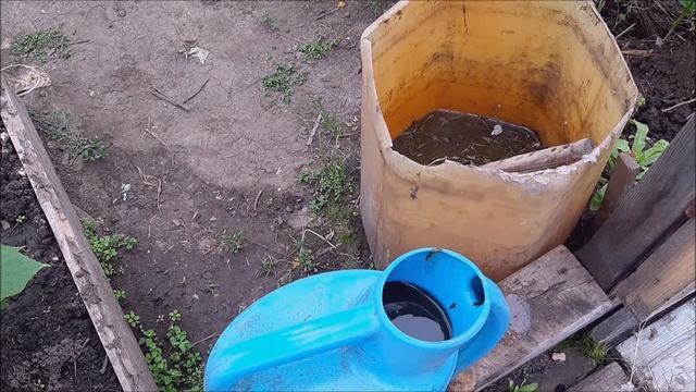 Уход за свеклой. Чем подкормить свеклу для хорошего урожая.