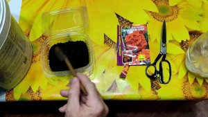 Как посадить пеларгонию/герань/ семенами.