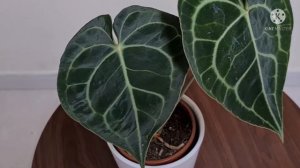 Anthurium Clarinervium | Complete Care Tips