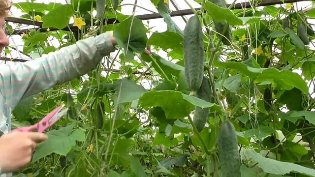 С чего начать свой огуречный бизнес? смотреть онлайн