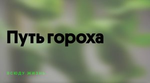 Вырастить горох | Таймлапс роста | Выращиваем горох и пак-чой