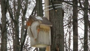 Белка хочет жить в скворечнике