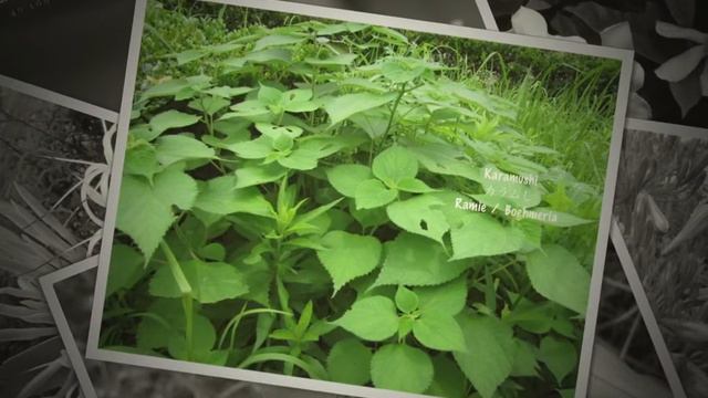 July 7月 Fukuoka смотреть онлайн