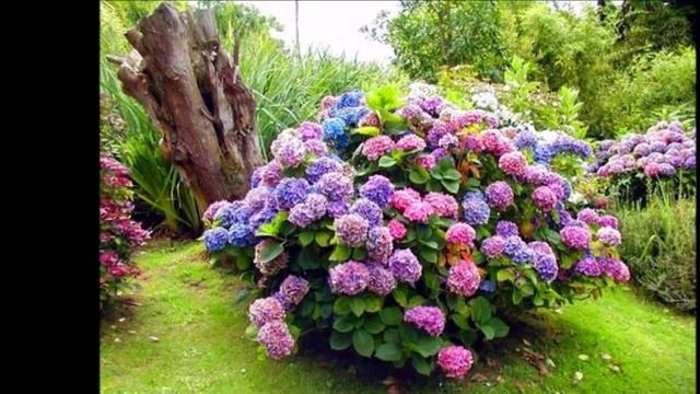 ПОЧЕМУ ПОГИБАЮТ КУПЛЕННЫЕ РАСТЕНИЯ ? РАСТЕНИЯ ИЗ МАГАЗИНА. УКРАДЕННЫЙ РОСТОК ! #oldenburgru#22 смотреть онлайн