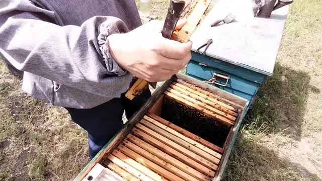 РАСШИРЕНИЕ ПЧЕЛОСЕМЕЙ смотреть онлайн