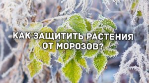 Как защитить яблони, вишни, груши, абрикосы от морозов? 100% способ.