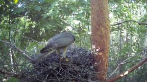 Слёток ястреба-перепелятника упал на самку  ( Accipiter nisus )