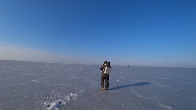 Зубарь. Первый в сезоне на глубине.#рекомендации #рыбалка #зубарь смотреть онлайн