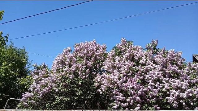 Весна/Цветение сирени/Обзор и прогулка/Весеннее настроение
