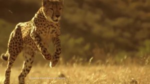 «Марий Эл ТВ»: 22 марта отмечается Марийский Новый Год