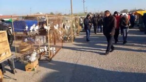 Выставка голубей 2021