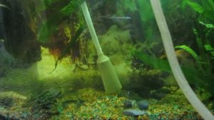 КАК ЧИСТИТЬ АКВАРИУМ? Сифоним дно. Подмена воды)