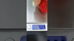 #малинаИклубника #ягодныйбизнес #кабрилло Американец рулит! Вся правда о сорте Кабрилло.