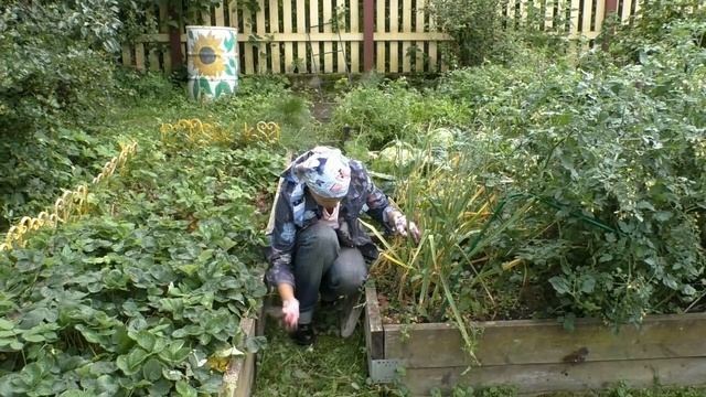 Чеснок целыми головками: результаты эксперимента смотреть онлайн