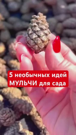 5 оригинальных идей МУЛЬЧИ для САДА