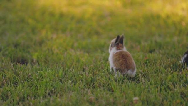 Расслабляющая музыка успокаивает нервы ? Музыка лечит болезни сердца и восстанавливает здоровье смотреть онлайн