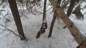 Охота Капканы На Соболя | Открытие Сезона 2021-2022 | Первый Трофей