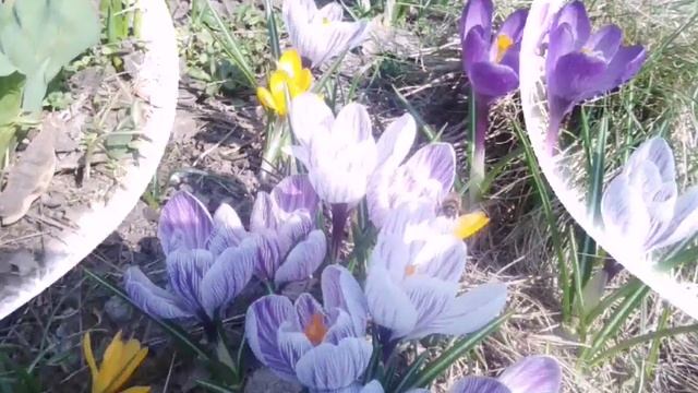 Первые весенние цветы. Крокусы цветут / Flowers