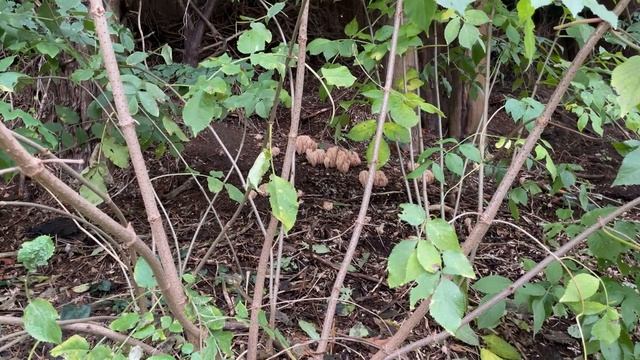 Upright coral fungus (Ramaria stricta) - November 2022 смотреть онлайн