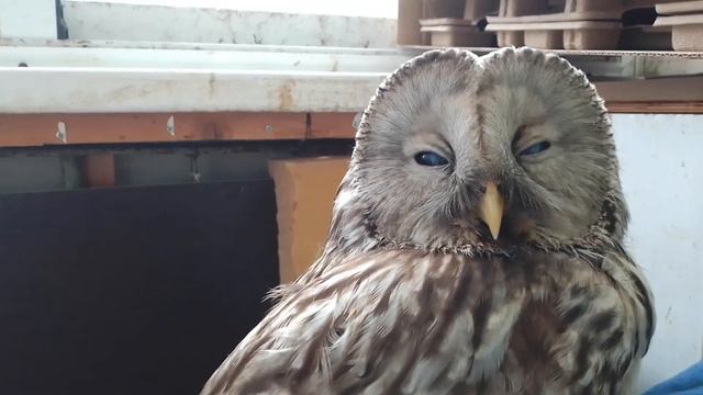 и все-таки Цезара! смотреть онлайн