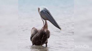 Бурый пеликан