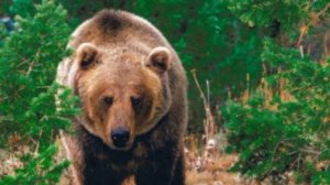 Аю туралы мәліметтер | АЮ жануары