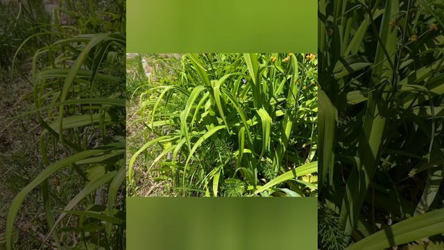 голодные игры