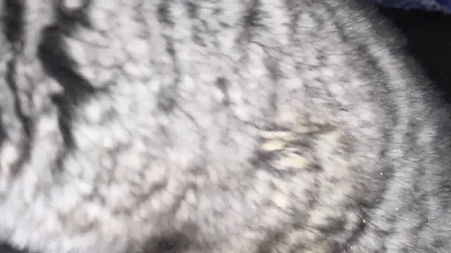 Первое КУПАНИЕ ШИНШИЛЛЫ. Детёныш шиншиллы купается первый раз в жизни смотреть онлайн