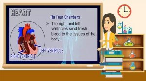 SCIENCE IV Q2W1 MAJOR ORGANS OF THE HUMAN BODY