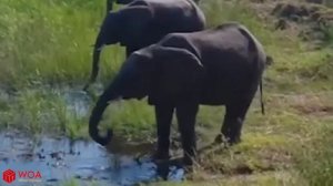 Amazing Elephant Save Baby Elephant From Crocodile Hunting   Animals Hunting Fai