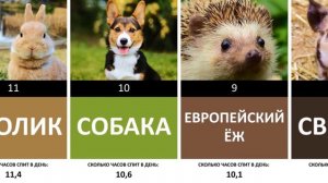 Какие животные спят меньше всего | Сколько спят животные