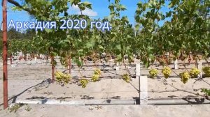 Виноград Аркадия (Настя). 2019 - 2020 год. Беларусь.