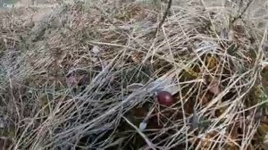 ЕСЛИ БЫ НЕ СНЯЛ ЭТО НА КАМЕРУ, НИКТО БЫ НЕ ПОВЕРИЛ! ОТКРЫТИЕ ЯГОДНОГО СЕЗОНА - ЯГОДЫ КАРЕЛИИ