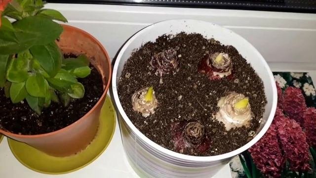 САЖАЕМ  ГИАЦИНТЫ  НА ВЫГОНКУ