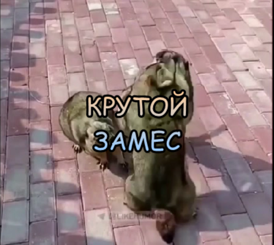 Крутой замес.СМЕШНЫЕ ЖИВОТНЫЕ/ОЗВУЧКА/ПРИКОЛЫ/2022