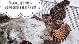 Погода не УГУ! Сова Ёль приняла завтрак. Новенькие совы не понимают, как надо питаться, всё мёрзнет