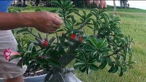 Adenium (Desert Rose) Bonsai - Getting More Flowers All Year Round. How to prune desert rose