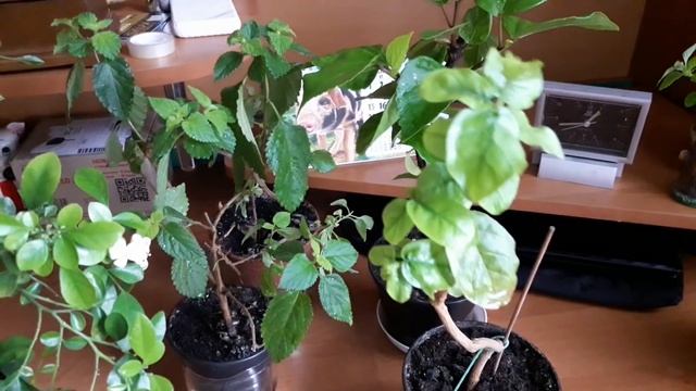 #Всем любителям комнатных растений/цветов.  Цветет Мурайя. Формирую жасмин