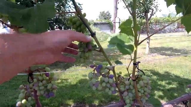 ??Зачётный виноградник моего подписчика. Виноград смотреть онлайн