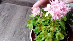 Пеларгония Freshwater. Обзор сорта