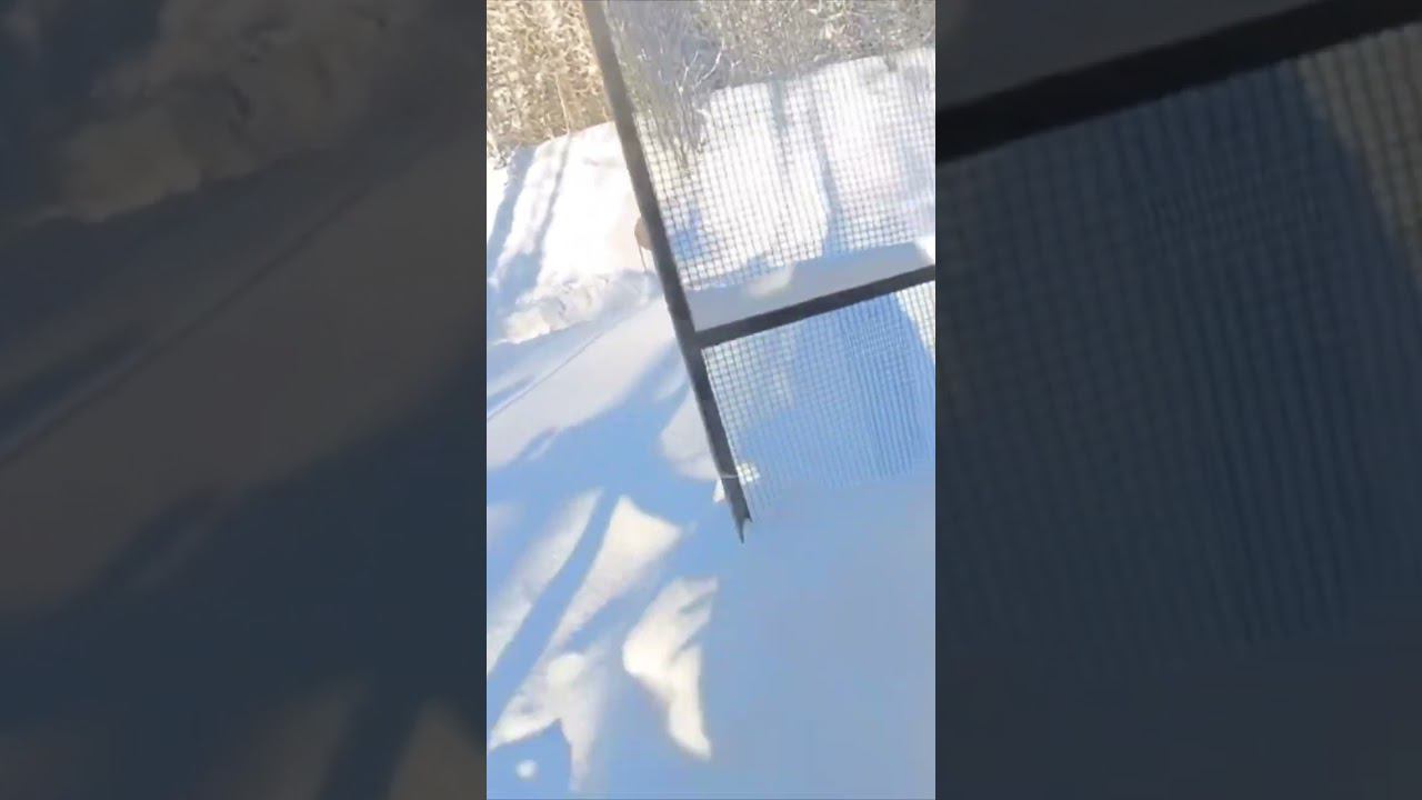 Зимние пострелушки. NL9 SE. смотреть онлайн