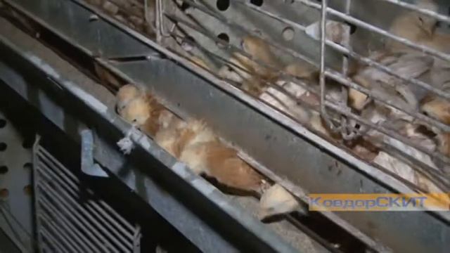 Вся область в гости к нам смотреть онлайн