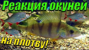 Реакция окуней на плотву! [Кормление окуней]