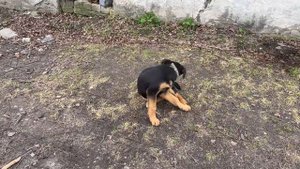 МЫ ЕГО ПОТЕРЯЛИ! САЖАЕМ САД! СТРОЙКУ НИКТО НЕ ОТМЕНЯЛ! НАША ФЕРМА! ЖИЗНЬ ПРОСТЫХ ЛЮДЕЙ В ДЕРЕВНЕ!