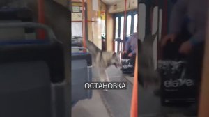 Собака ездит по Одессе на ТРАМВАЕ #trending #tiktok #new #top