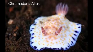 Необычные жители морских глубин -  ну чем не пришельцы