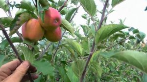 Восхитительный вкус с мандариновым ароматом  / Яблоня РУБИНЕТТА РОССО