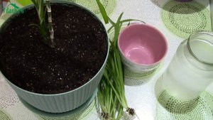 Янтарная кислота : помощь комнатным растениям и хороший стимулятор для подготовки семян - 7 дач