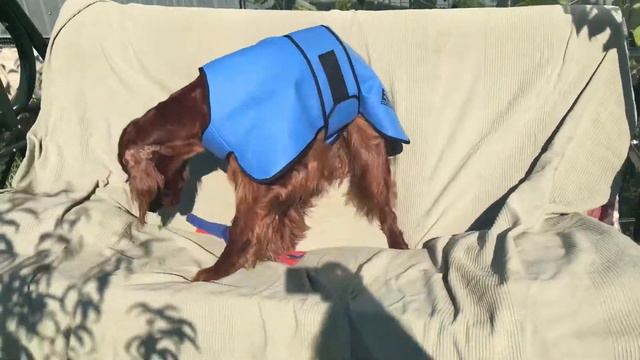 Ирландский сеттер Contario Ode Florence в охлаждающей попоне Easidri смотреть онлайн